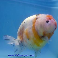 Click image for larger version

Name:	Ranchu.Calico.M1.jpg
Views:	184
Size:	25.1 KB
ID:	13130