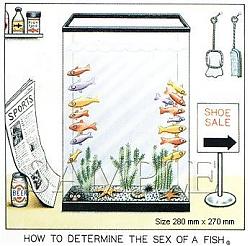 Click image for larger version

Name:	How to tell sex of fish.jpg
Views:	132
Size:	31.0 KB
ID:	15119