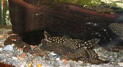 Click image for larger version

Name:	pleco_02.jpg
Views:	217
Size:	151.9 KB
ID:	22839