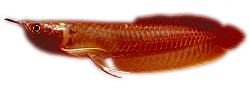 Click image for larger version

Name:	silver_arowana.jpg
Views:	305
Size:	129.5 KB
ID:	23060