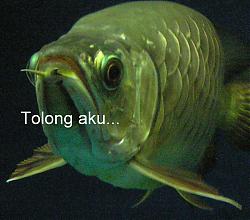 Click image for larger version

Name:	tolong.JPG
Views:	228
Size:	172.7 KB
ID:	24451