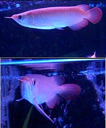 Click image for larger version

Name:	ikan-2.jpg
Views:	356
Size:	76.8 KB
ID:	27778