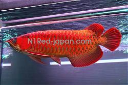 Click image for larger version

Name:	N1Red_Japan(4).jpg
Views:	584
Size:	220.0 KB
ID:	28183
