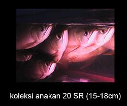 Click image for larger version

Name:	anakan.jpg
Views:	250
Size:	46.9 KB
ID:	7923