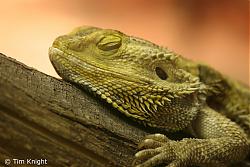 Click image for larger version

Name:	bearded_dragon_03tfk.jpg
Views:	259
Size:	96.8 KB
ID:	11344