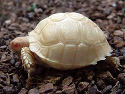 Click image for larger version

Name:	Sulcata-Albino.jpg
Views:	156
Size:	31.0 KB
ID:	11226