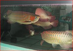 Click image for larger version

Name:	gbr3.JPG
Views:	182
Size:	94.8 KB
ID:	27954