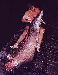 Click image for larger version

Name:	arapaima_gigas2.jpg
Views:	159
Size:	41.3 KB
ID:	6044