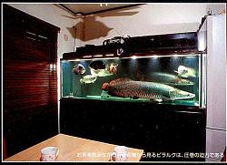 Click image for larger version

Name:	Arapaima%20Giigas%202.jpg
Views:	406
Size:	110.0 KB
ID:	6046