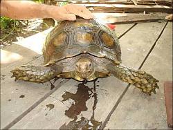Click image for larger version

Name:	enys:sulcata.jpg
Views:	280
Size:	36.3 KB
ID:	12778