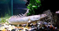 Click image for larger version

Name:	polypterus endlicheri congicus.jpg
Views:	188
Size:	26.4 KB
ID:	1014