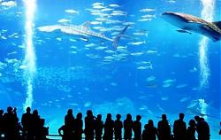Click image for larger version

Name:	Okinawa_Churaumi_Aquarium.jpg
Views:	288
Size:	52.1 KB
ID:	5431
