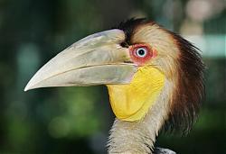 Click image for larger version

Name:	HornBill .JPG
Views:	146
Size:	66.9 KB
ID:	1860