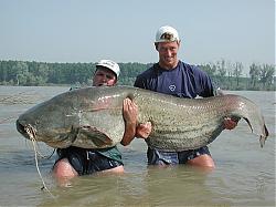 Click image for larger version

Name:	IKAN.jpg
Views:	150
Size:	64.8 KB
ID:	7899