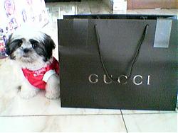 Click image for larger version

Name:	gucci 2.jpg
Views:	259
Size:	38.2 KB
ID:	10348