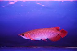 Click image for larger version

Name:	ikan13.JPG
Views:	136
Size:	116.2 KB
ID:	11295