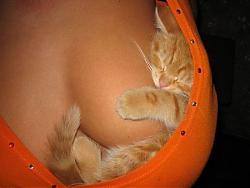 Click image for larger version

Name:	cat2.jpg
Views:	122
Size:	25.0 KB
ID:	8144