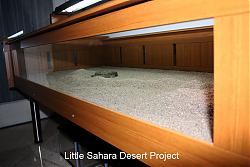 Click image for larger version

Name:	little_sahara4.jpg
Views:	229
Size:	105.4 KB
ID:	12031