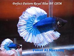 Click image for larger version

Name:	Perfect pattern royal blue BF copy.jpg
Views:	130
Size:	62.2 KB
ID:	1605