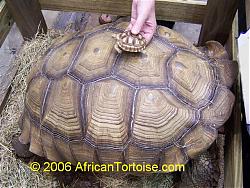 Click image for larger version

Name:	adult_and_baby_sulcata.jpg
Views:	151
Size:	95.1 KB
ID:	11202
