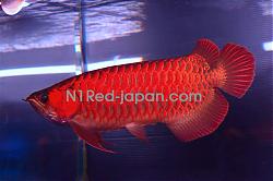 Click image for larger version

Name:	N1Red_Japan(5).jpg
Views:	592
Size:	172.6 KB
ID:	28184