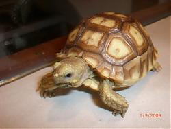 Click image for larger version

Name:	Sulcata 1.jpg
Views:	250
Size:	37.7 KB
ID:	24299