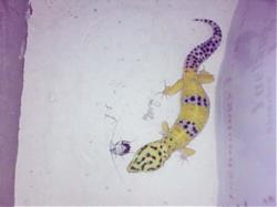 Click image for larger version

Name:	Leopard Gecko 1.jpg
Views:	164
Size:	33.8 KB
ID:	25979