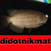 didotnikmat's Avatar