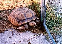 Click image for larger version

Name:	sulcata1.jpg
Views:	167
Size:	25.3 KB
ID:	11192