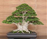 dennysusila's Avatar